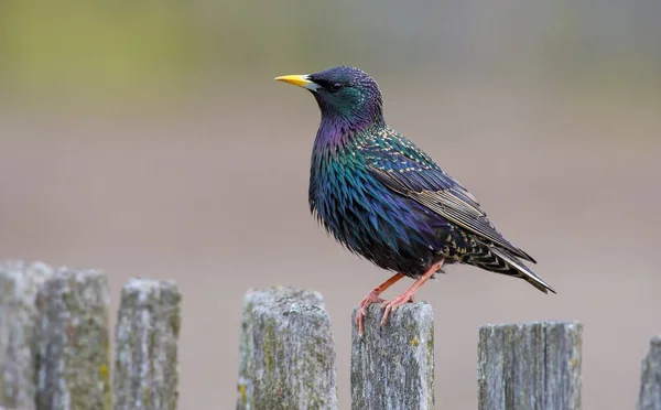 Erkek ortak starling poz eski görünümlü ahşap bahçe çiti üzerinde tünemiş 