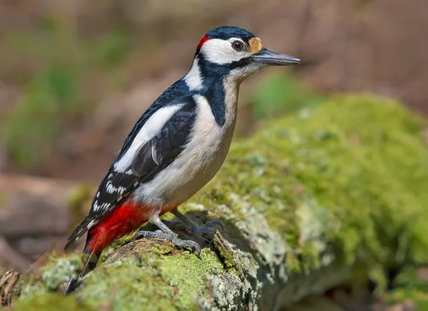 Mannelijke Grote Bonte Specht Kijkt Nieuwsgierig Een Mossy Stomp — Stockfoto