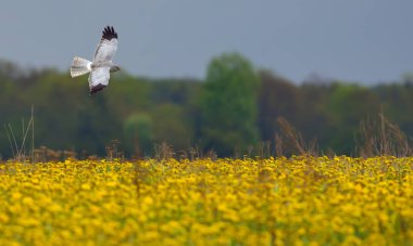 Adult male Hen Harrier flying over the blossoming taraxacum field  clipart