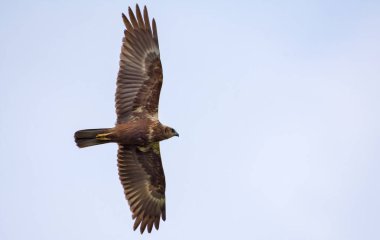 Genç Western Marsh Harrier gökyüzünde süzülen 