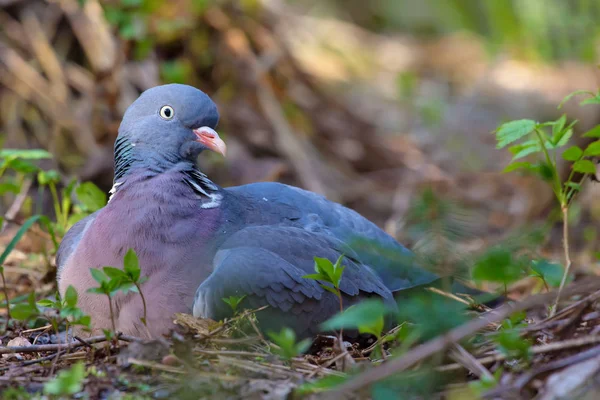 Female Common wood pigeon sits and rests on ground what looks like a hatching with a nest on earth
