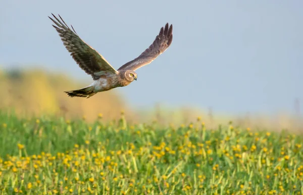 Second year Hen Harrier flying over the blossoming field