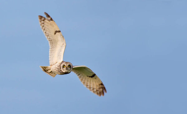Short-eared owl in flight with wide spreaded wings 