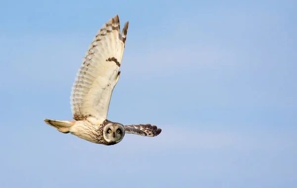 Short Eared Owl Dives Flight Stretched Wing — Stock Photo, Image