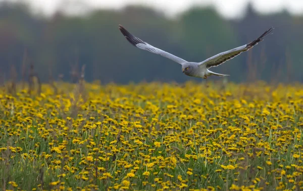 Adult male Hen Harrier flying toward through the blossoming field of blowballs