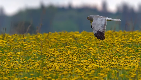 Adult male Hen Harrier flying over the blossoming dandelion field