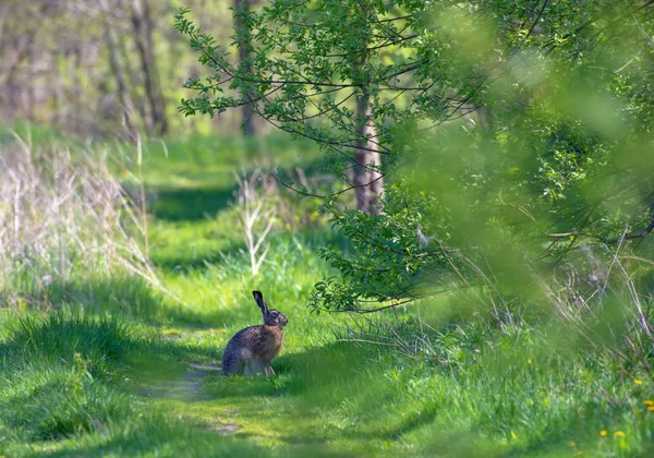 토끼는 봄에서 숲도로에 — 스톡 사진