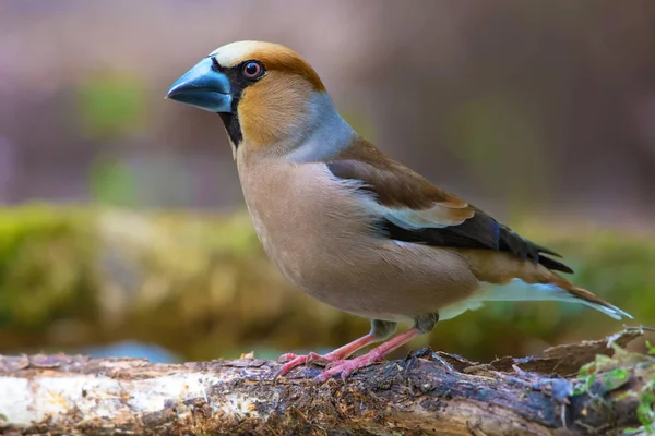 Manliga Hawfinch Poserar Nära Mossig Damm Våren — Stockfoto