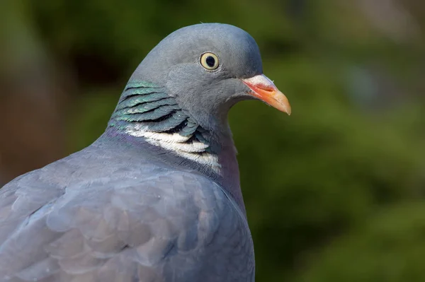 Gemeine Waldtaube Sehr Nah Porträt Mit Detailliertem Gesicht Und Augen — Stockfoto