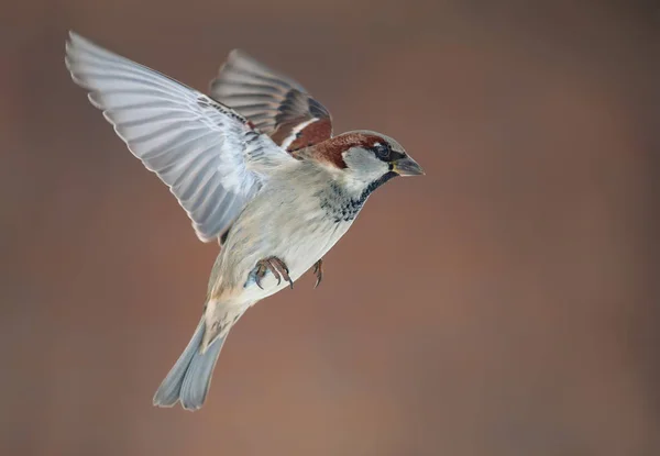 Männliche Haussperlinge Flug Mit Gestreckten Flügeln Winter — Stockfoto