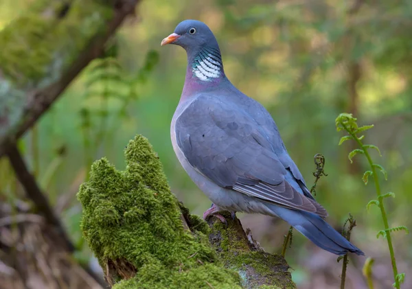 Pombo Madeira Comum Está Graciosamente Toco Musgo Envelhecido Floresta Samambaia — Fotografia de Stock