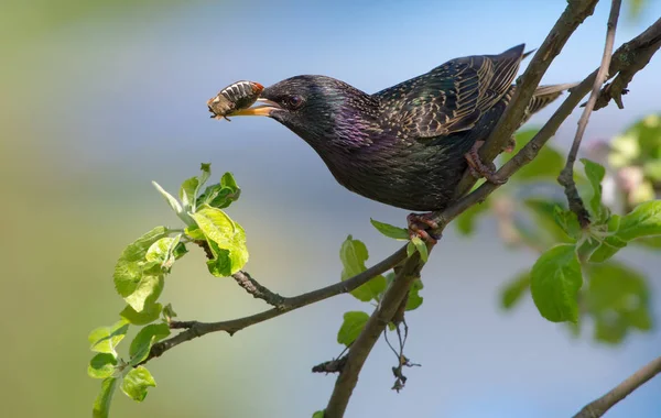 Étourneau Commun Avec Scarabée Dans Bec Pour Les Oisillons — Photo