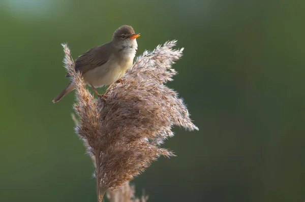 Marsh Warbler Sings Passionately Perched Reed Cane — Stock Photo, Image