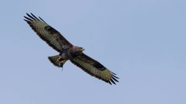 Buzzard Comum Voa Com Vole Capturado Garras Altas Céu Azul — Fotografia de Stock