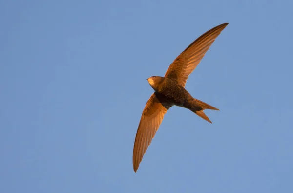 Ortak swift uçuş gün batımında 