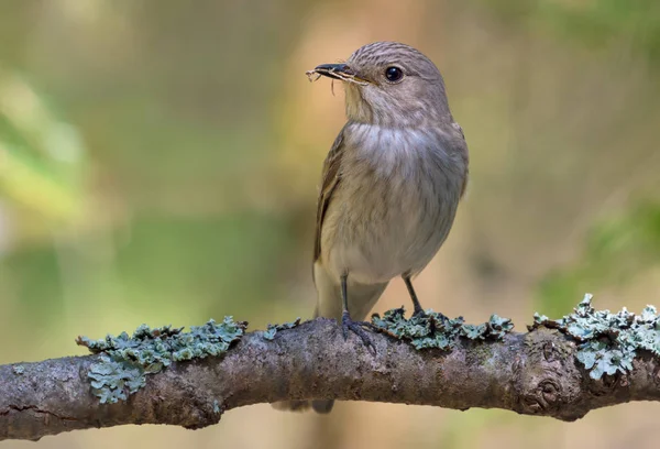 Gefleckter Fliegenschnäpper Auf Einem Flechtenbedeckten Ast Mit Einem Kleinen Stock — Stockfoto