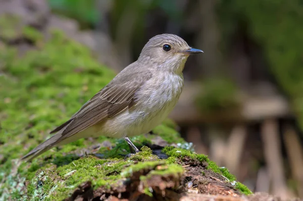 Spotted Flycatcher Perched Mossy Stub — Stock Photo, Image