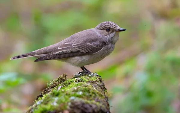 Flycatcher Manchado Posado Tronco Musgoso Cerca Estanque Bosque — Foto de Stock