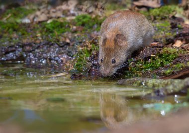 Thirsty banka vole içme suyu orman gölet