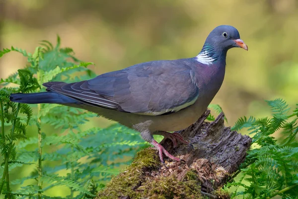Pigeon Bois Commun Couleur Vive Perché Sur Une Vieille Branche — Photo