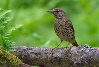 Genç şarkı büyük bahar orman dalında tünemiş ardıç kuşu 