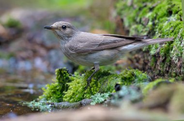 Ormandaki bir su birikintisi yakın çok ıslak ve yosunlu koşullarda Benekli sinekkapan 
