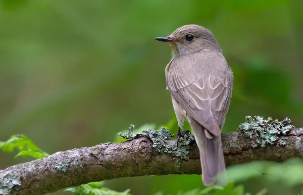 Melancholisch Gefleckter Fliegenschnäpper Hockt Auf Altem Flechtenzweig Rückansicht — Stockfoto