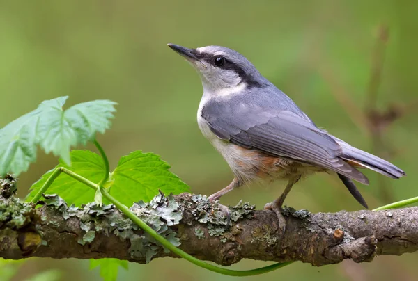 Eurasian Nuthatch Nice Turn While Senta Antigo Ramo Olhando — Fotografia de Stock