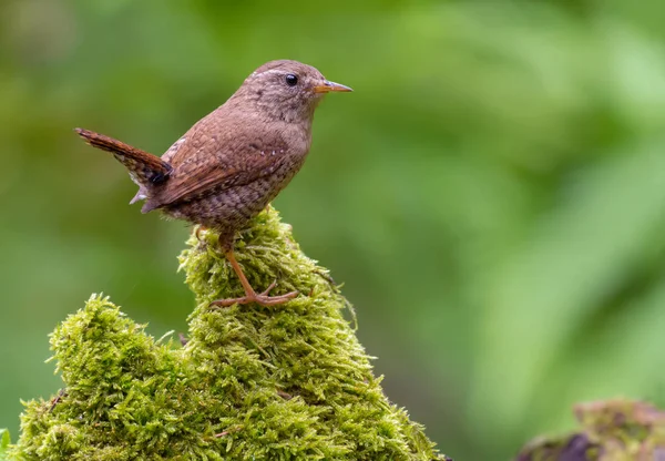Bayağı Çit Kuşu Incelikle Tatlı Yanan Orman Çok Yeşil Yosunlu — Stok fotoğraf