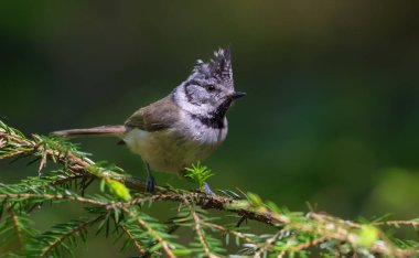 Köknar dalı ormandaki Avrupa tepeli baştankara tünemiş 