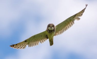Kır baykuşu doğru geniş gergin kanatlarla uçar 