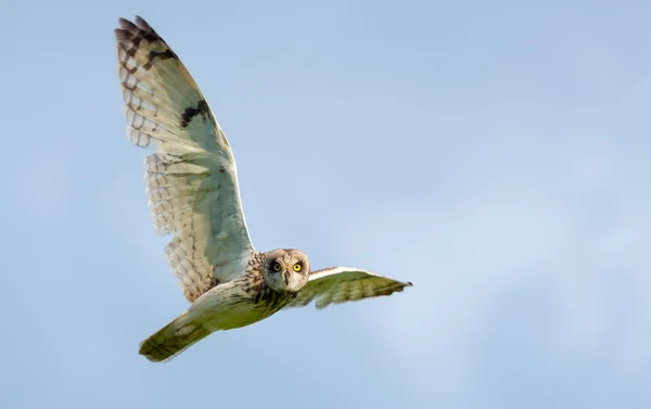 Short Eared Owl Flight Wide Spreaded Wings — Stock Photo, Image