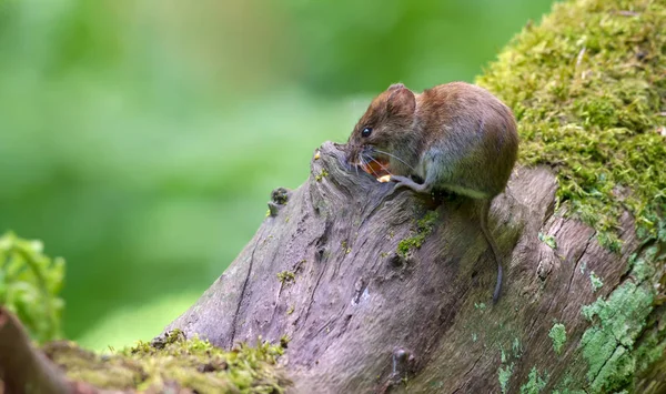 Uferwühlmaus Ernährt Sich Der Nähe Einer Mulde Aus Dickem Stamm — Stockfoto