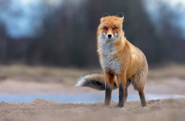 Rüzgarlı Red Fox poz fırtınalı kış koşullarında yol alan 