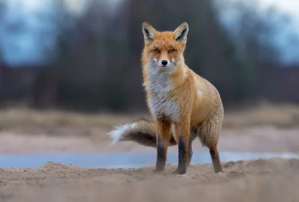 Wietrzny Red Fox Stoi Polną Drogą Którą Anf Patrzy Kamerę — Zdjęcie stockowe