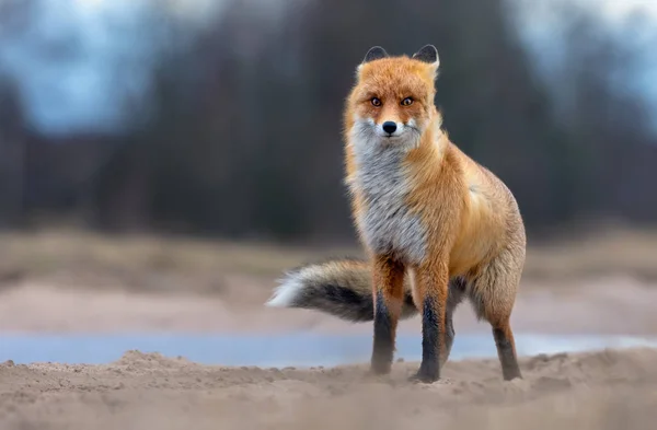 Větrno Liška Pózuje Polní Cesta Bouřlivé Zimních Podmínkách — Stock fotografie