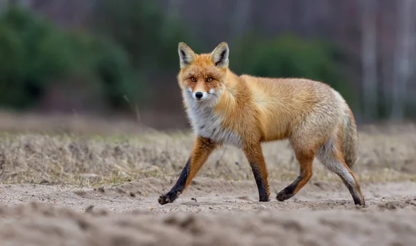 Ładne Red Fox Futro Zimowe Biegnie Przez Pole Droga Patrząc — Zdjęcie stockowe