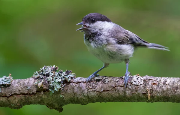Calling Wiilow Tit Wide Open Beak Perched Densely Lichen Covered — Stockfoto