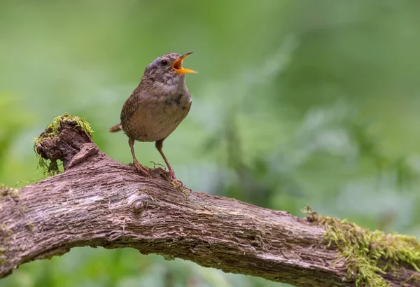 stock image Loud singing of Eurasian wren perched on old mossy stump 