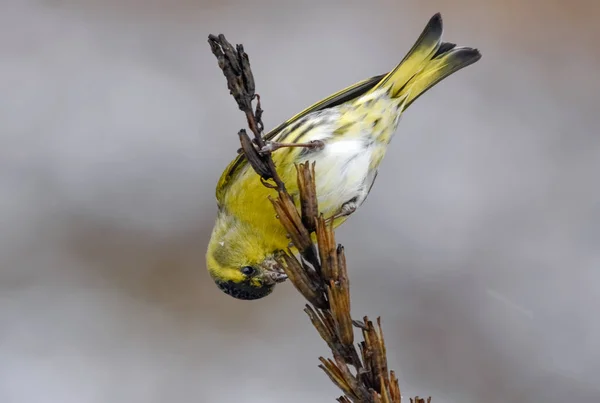 Männlicher Eurasischer Zeisig Ernährt Sich Kopfüber Von Samen Einer Anderen — Stockfoto