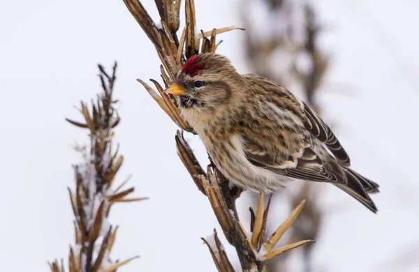 Rotkehlchen Ernährt Sich Schneereichen Winter Von Samen Der Ringelblume — Stockfoto