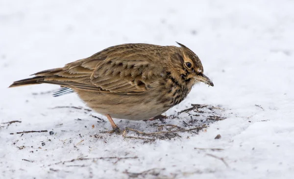 Crested Lark searches for food on snow covered land in winter