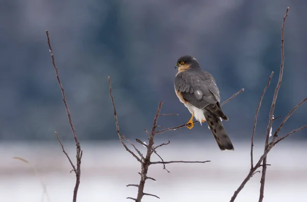 Macho Gavilán Euroasiático Encaramado Parte Superior Pequeñas Ramas Campo Invierno — Foto de Stock