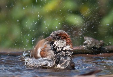 House sparrow bathing with a lot of splashes  clipart