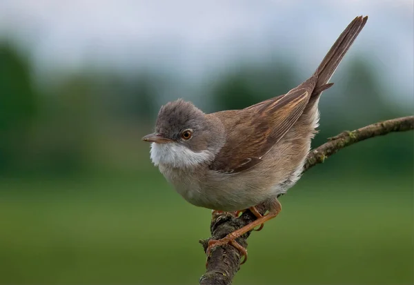 Comune Whitethroat Maschio Posa Con Una Coda Sollevata — Foto Stock