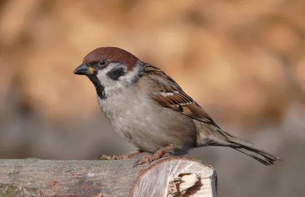 Árvore Sparrow Simples Posando Dia Ensolarado Inverno — Fotografia de Stock