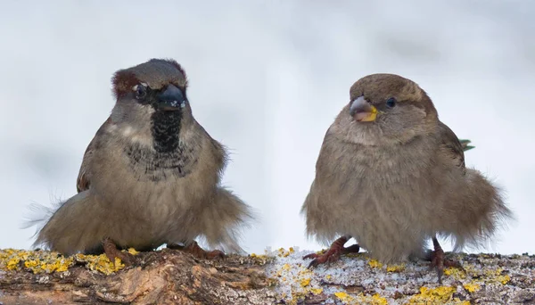 House Sparrows Funny Fluffy Couple Winter — Stock Photo, Image