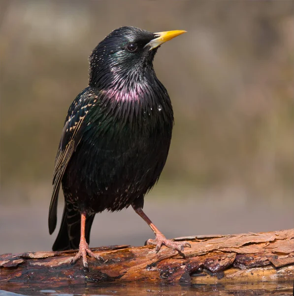 Gemensamma Starling Posing Nära Waterpond — Stockfoto