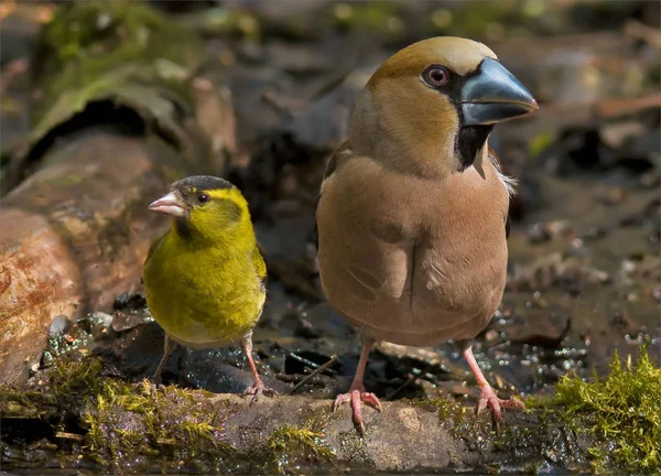 Hawfinch Чиж Порівняння Розмірів — стокове фото