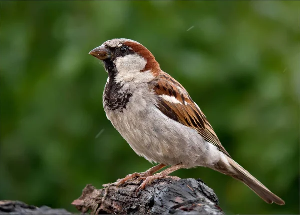 Huismus Mannelijke Eenvoudige Poseren — Stockfoto